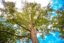 Mulching Services in Carey, OH