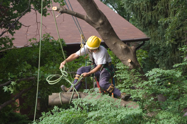 Best Lawn Mowing  in Carey, OH